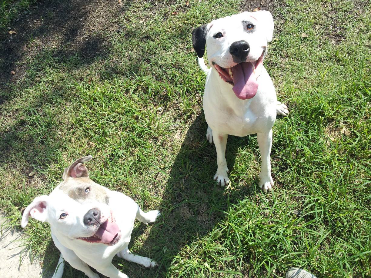 MIDWOOD PET SITTING AND IN HOME BOARDING Midwood Pet Sitting Offers