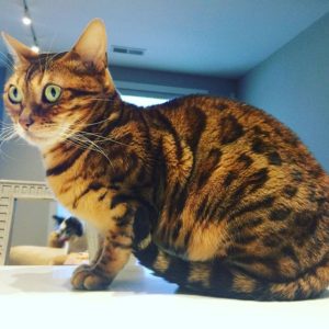 A Bengal cat with striking markings sitting indoors.